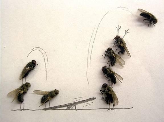 Dead House Fly Art Humor