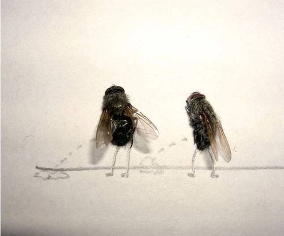 Dead House Fly Art Humor