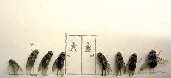 Dead House Fly Art Humor