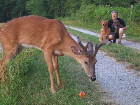 Velvet deer