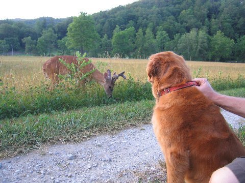 Velvet deer