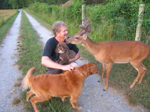 Velvet deer