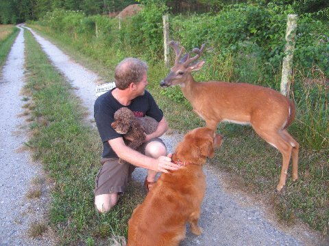 Velvet deer