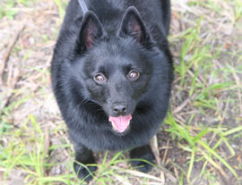 Gator, the Super Schipperke Dog!